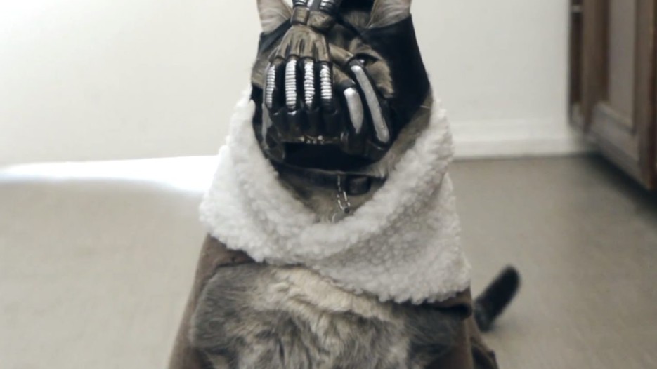 Bane cat