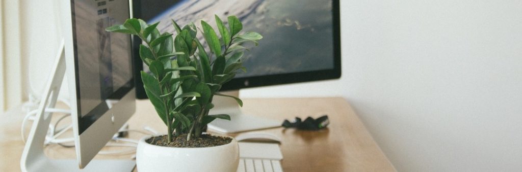 plant and monitors on desk